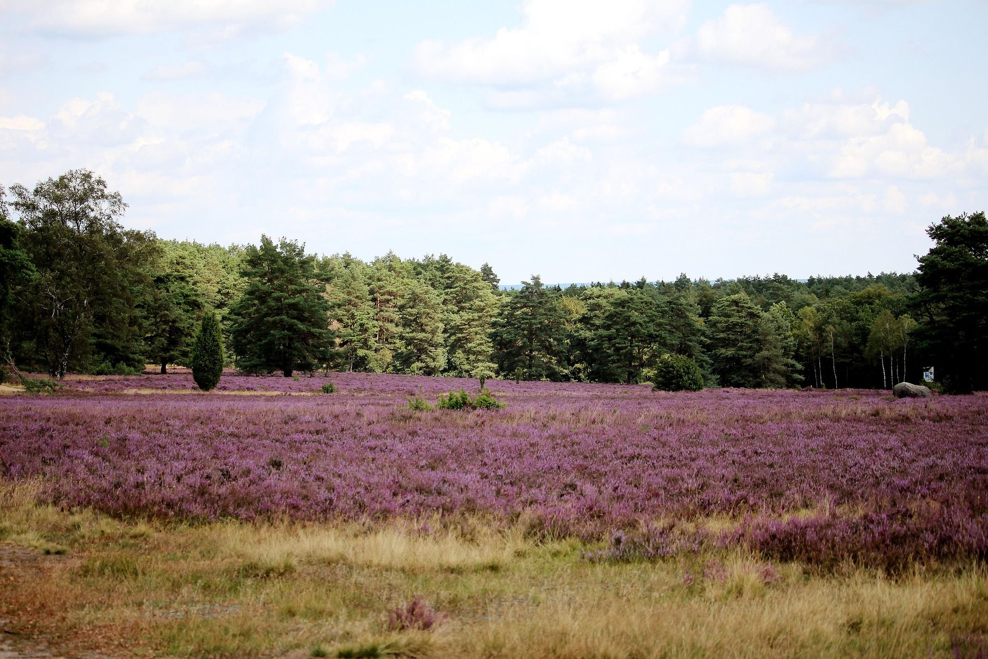 Buchholz in der Nordheide Impression 2