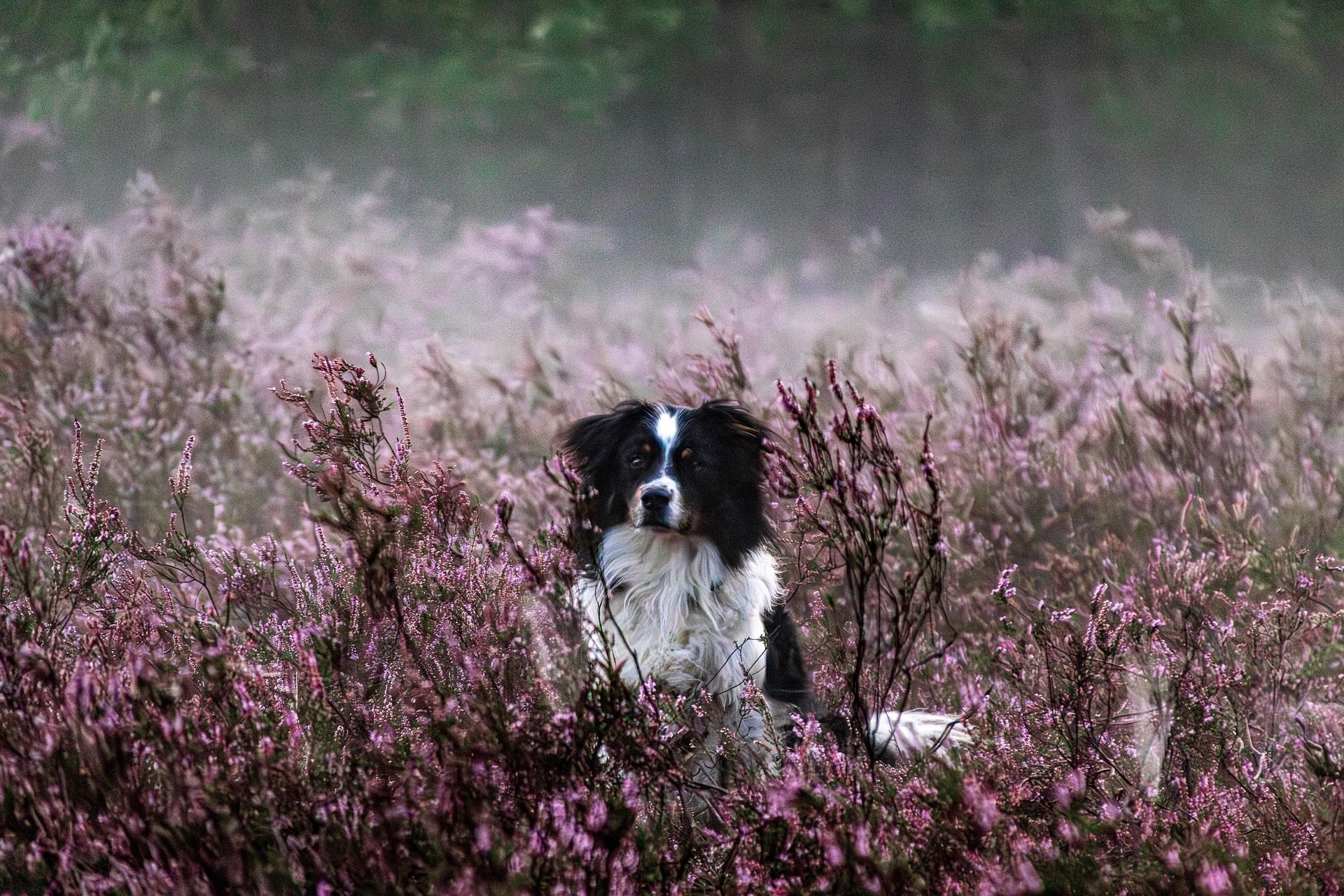 Hund in der blühenden Heide