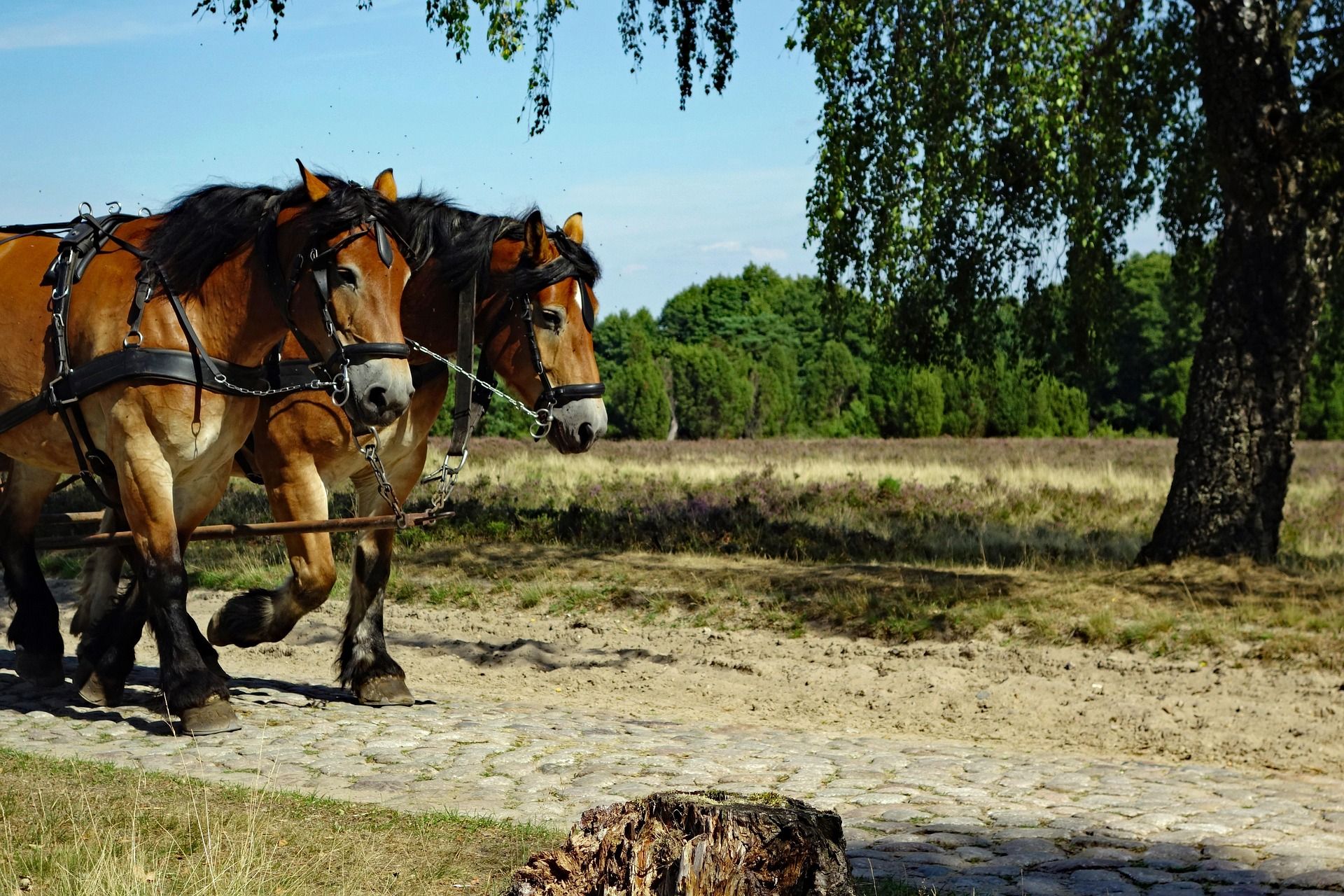 Kutschpferde in der Heide bei Undeloh